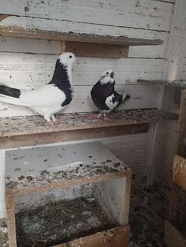 qus nömreleri: Ikisid tutulmadi biri 13 tuk biri 14 tuk .ayaginda 13tukun nomreli — 4