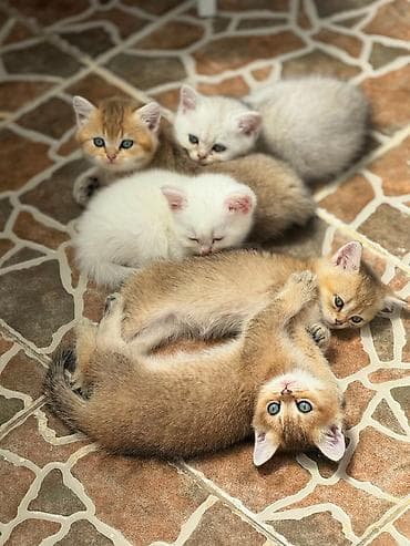 Qızıl şinşilla, Erkək, Dişi