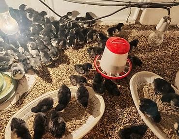 brama cücə: Toyuq cücələri, Ətlik — 1