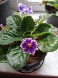 benovseyi: Bənövşə (Afrika bənövşəsi) – bənövşəyi çiçəkli, xırda dalğalı ləçəklər — 6