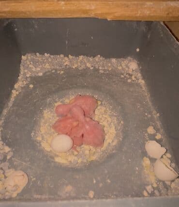 pişik bala: Temiz qan cexler coğu vistifka qarışığı cüte hazır erkek dişiler Bala — 13