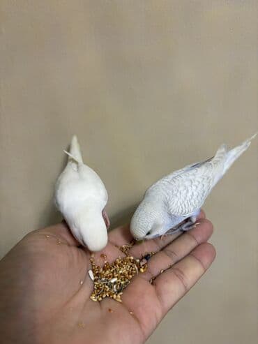 1 ədəd ağ qalıb erkək lalafo.az -da 1 ədəd ağ qalıb erkək