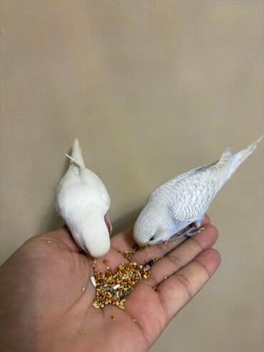 значок хары бюльбюль купить: 1 ədəd ağ qalıb erkək — 1