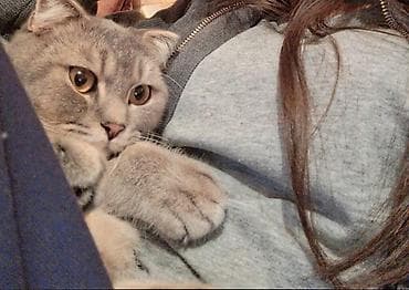 heyvan at: Britan — 2