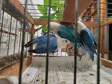 amadin satilir: Salam Türkiyədən gələn quşların balasıdı, 15 günolar anasından — 3