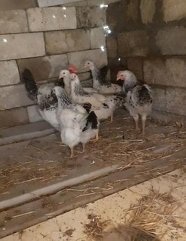 ev itlerinin satisi: Serebrist toyuqlar 5 aylıqdılar bütün dərmanlar verilib — 1