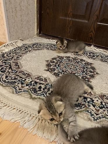 pitbull bala: Şotland yastı qulaq, Ödənişli çatdırılma — 1