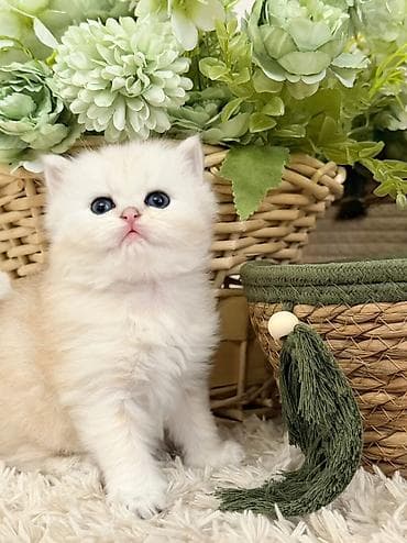 erkey quzular: Britan, Erkək — 4