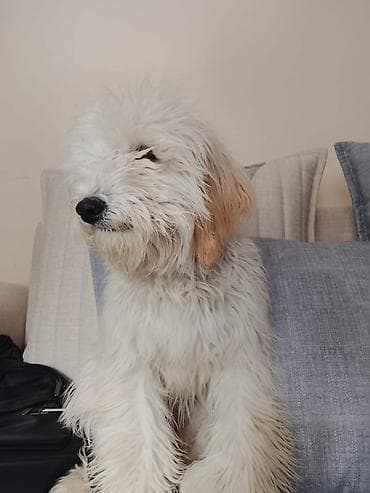 Pudel. Ağ yumuşaq tüklü, Peyvendleri vurulub, Ev itidir. 6 aylıqdır