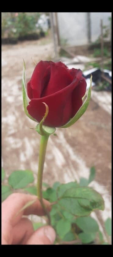 Саженцы деревьев: Məhsul: Gül kolları (gül tingləri) - Növlər və rənglər: - — 6