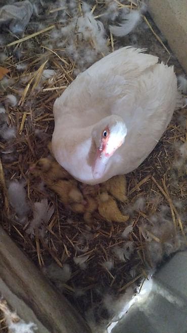 hindu: Muscovy ördəyi balaları 1 ana 9 bala ana -20₼ balalar-5₼dan - — 2