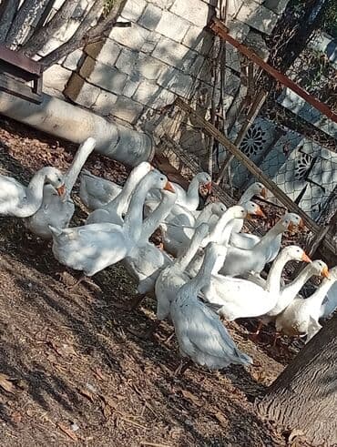 Ağ rəngli ev qazları – bir sürü

hamisi bir yerdə 30az