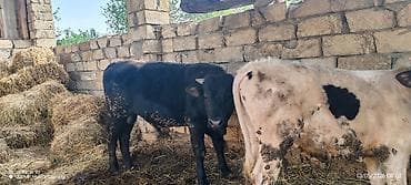 keci pendiri qiyməti: Erkək, Simental, il: 1, 320 kq, Ətlik, Ünvandan götürmə — 3