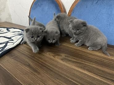 pisiylər: Britan, Erkək, Dişi, Yaxşı əllərə, Ünvandan götürmə — 3