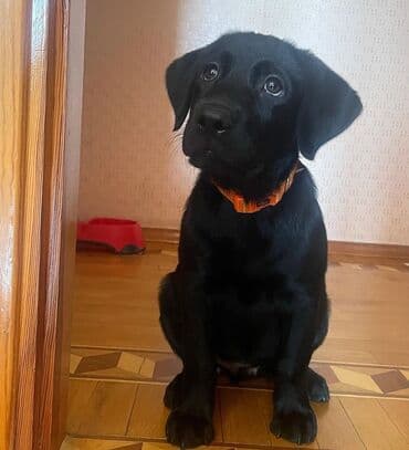 ingilis setter it cinsi: Labrador-retriver — 1