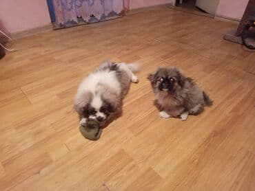 simental inekler azerbaycanda: Pekines, 3 ay, Erkek, Peyvəndli — 2