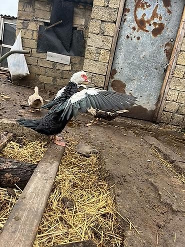 Inəklər, öküzlər: Dişi, | Lal ördək, Damazlıq, Ünvandan götürmə — 2