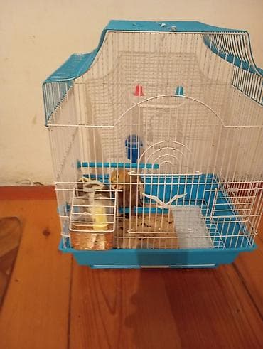 popuqay qefesi: Quş qəfəsi – aksesuarlarla birlikdə 2 dene erkek dişi karellə — 3