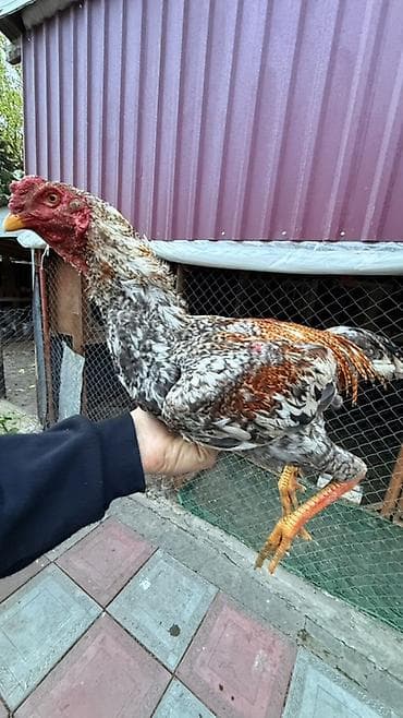 Məhsul: Qırçıl rəngli cins xoruz Xüsusiyyətlər: - Uzun və möhkəm