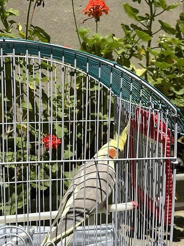 qara toyuq sortu: Nimfa (Cockatiel)-Dişi korella quşu 1 yaşı var yeni almışıq bizdəki — 3