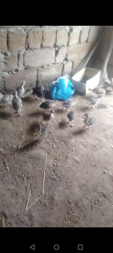 hind: Dişi, Kanada, Ətlik, Ödənişli çatdırılma — 4