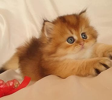 ereb ati satilir: Şotland uzun tüklü, Yaxşı əllərə — 1