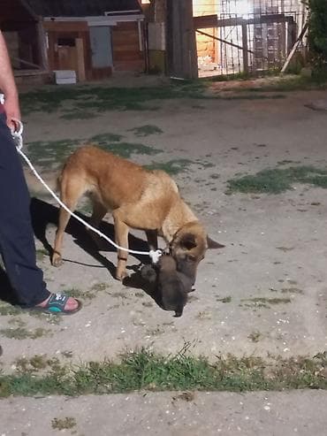 itler sekilleri: Belçika çoban iti, 2 il, Dişi — 4