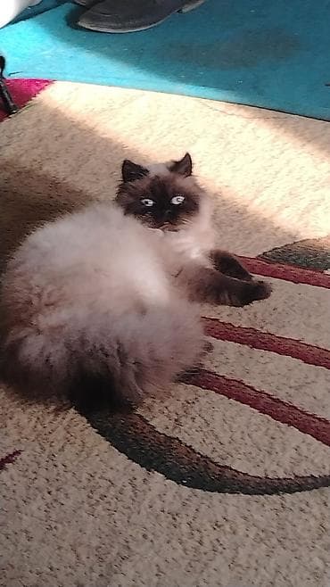 Животные: Сиамская, Самка, Бесплатная доставка, Платная доставка, Доставка в районы — 3