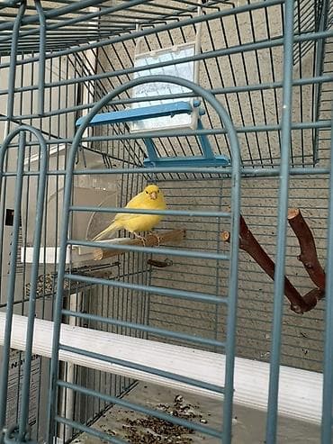 quş hini: Sarı kanareyka – qəfəs və aksesuarlarla Məhsulun təsviri: - Rəng — 4