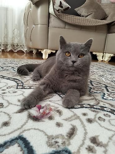 pişik pers: Britan, Erkək, Cütləşmə üçün, Ünvandan götürmə — 1