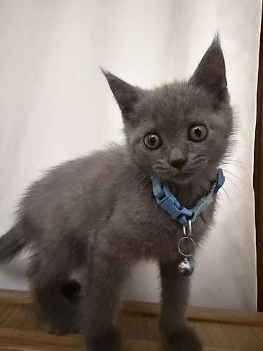 pisik esyalari: Britsh 1 ay 25 günlük dişi qum terbiyeside var — 2