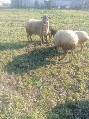 xacmazda satilan inekler: 1ci 2ci 4cü qardilar 470 deylir balali cidi şexsler zeng vursun — 1