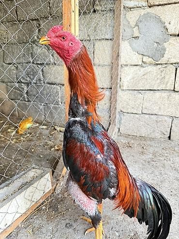 ağdam xoruz: Məhsul: Uzunboynuzlu, iri gövdəli xoruz (ehtimalən Asil/Hint qanlı — 1