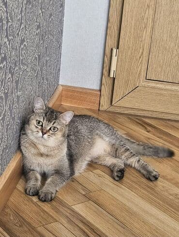 xaski itleri haqqinda melumat: Britan — 3