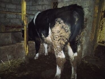 berde mal bazari: Satılır: qarışıq cins qara-ağ erkək buzov Xüsusiyyətlər: - Cins tipi — 3