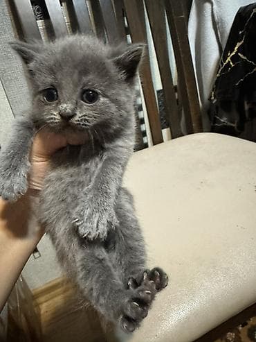 husky balasi satilir: Erkək, Dişi, Yaxşı əllərə — 4