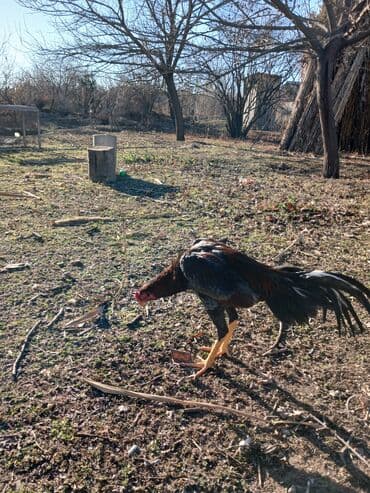 Məhsul: Horuz (toyuq cinsindən) Xüsusiyyətlər: - Uzunboylu, atletik