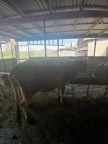 halep keçisi satilir: 6 aylıq boğazdı 10litir süd verir süper damazlıq maldı real alıcı zəng — 3