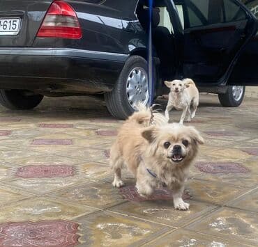 kanada sortu hinduska: Pekines, 1 il, Dişi, Peyvəndli, Ünvandan götürmə — 3