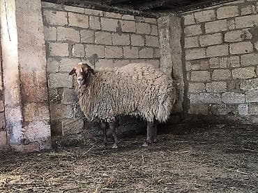 hinduşka əti: Damazli qoc bir yas yarimliq — 6