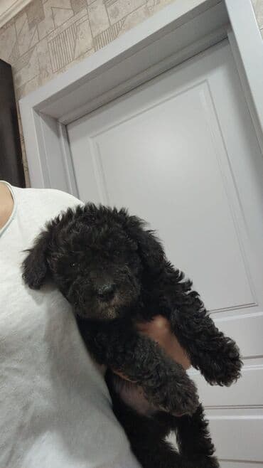 pudel it satisi: Pudel, 2 ay, Erkek — 9