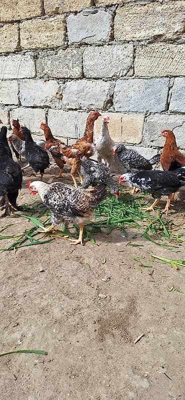 fireng toyuqu: Toyuq, Yumurtalıq, Ödənişli çatdırılma — 3