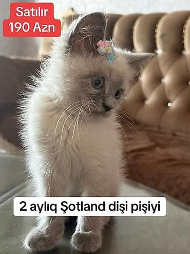 kreditle heyvan satisi: Şotland, Dişi — 1