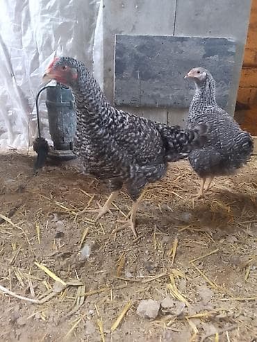 kənd toyuqları: Toyuq, Damazlıq — 3