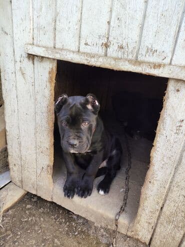 pop it: Кане-корсо, 3 месяца, С родословной, Платная доставка, Самовывоз, Доставка в районы — 10