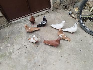 Satılır 8 quş gəncə 60 manata — 1