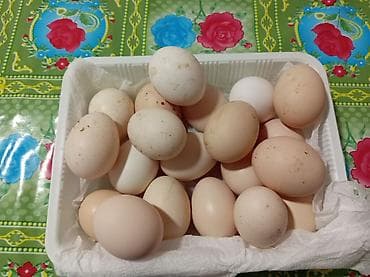 Salam tebi şeraitde böyudulmuş mayali kend toyuqlari in yumurtasi di lalafo.az -da Salam tebi şeraitde böyudulmuş mayali kend toyuqlari in yumurtasi di