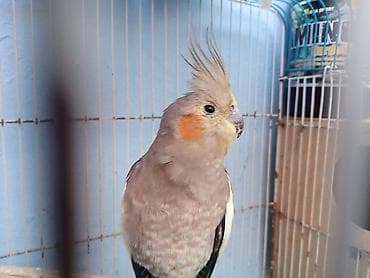 turac quş: Nimfa (cockatiel) tutuquşu – sultan toyuğu cinsindən, başında xas — 2