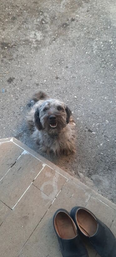 купить собаку в: Самец, Платная доставка — 2