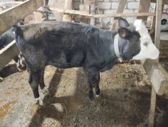 Inəklər, öküzlər: Satış: qarışıq cins buzov - Rəng: qara bədən, ağ baş və ağ — 1